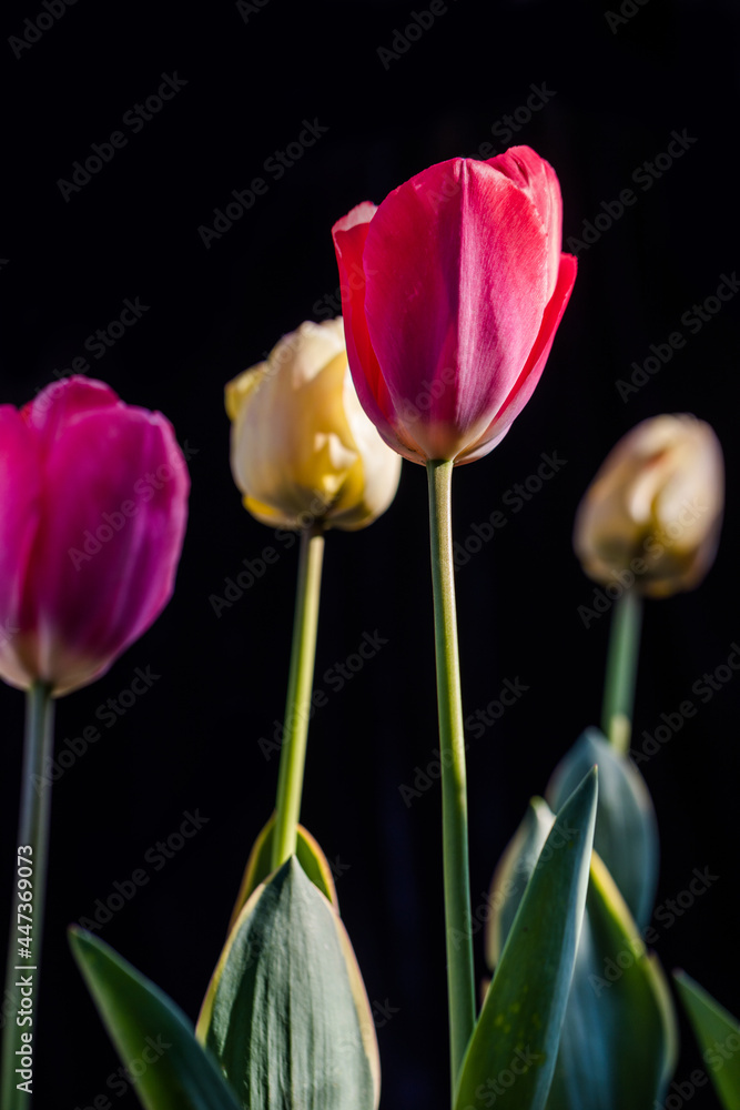 blumen tulpen natur pflanze farben