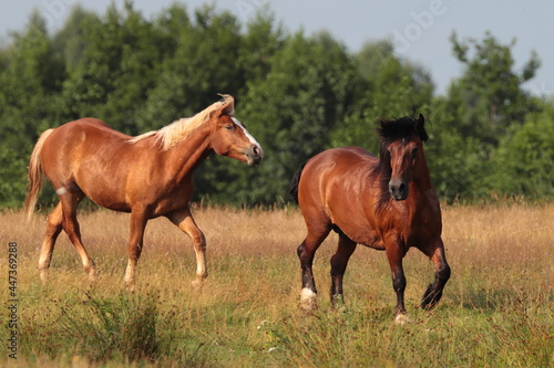 wild Polish horses in the meadow, free-range horse, horse without a bridle and saddle, brown horse, horse in a wild field, horse's mane in the wind, two horses