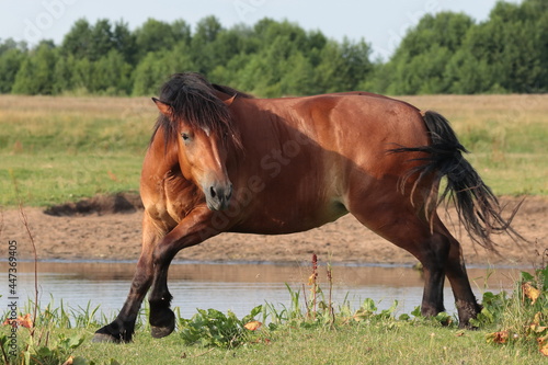 wild Polish horse in the meadow  free-range horse  horse without a bridle and saddle  brown horse  horse in a wild field  horse s mane in the wind