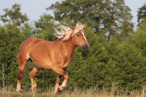 beautiful brown Polish horse running © Robert
