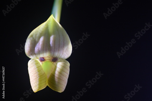 trigonidium obtusum orchid photo