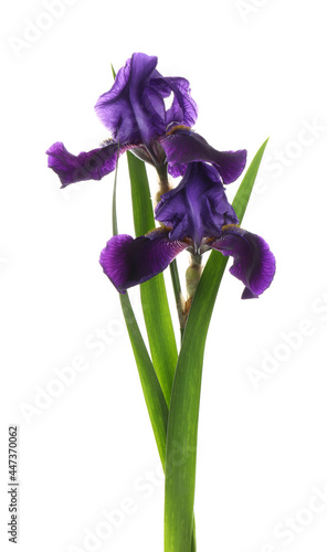 Two beautiful blooming irises on white background