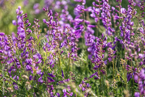 Purple looming wild peas on a sunny field