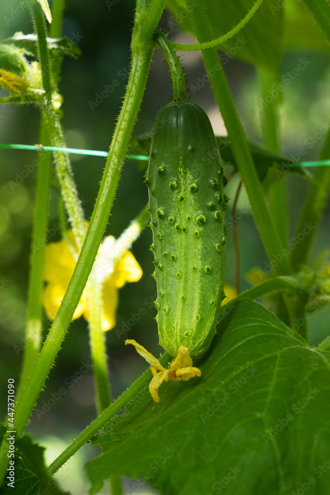 Ripe green cucumber grows and hangs on a bush. Vegetable growing, agriculture Ripe green cucumber grows and hangs on a bush. Vegetable growing, agriculture