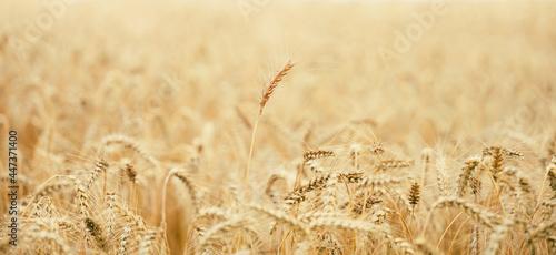 field with yellow ripe ears of wheat on a summer day, selective focus