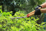 Woman's hands with black gloves pruning bush. Woman holding pruning shears. Pruning in the garden