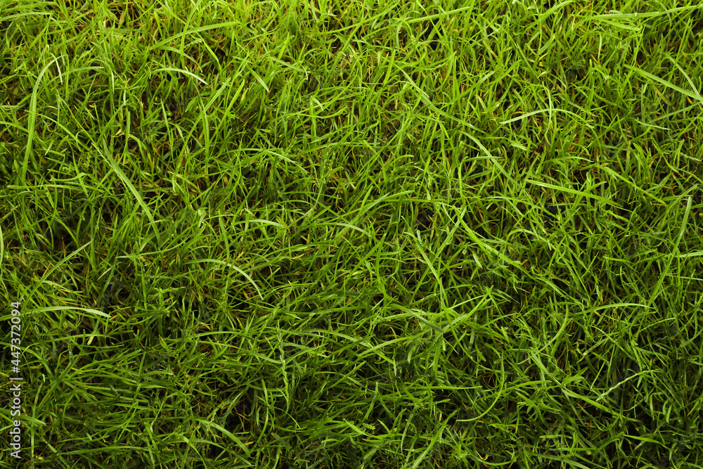 Beautiful lush green grass as background, top view Beautiful lush green grass as background, top view