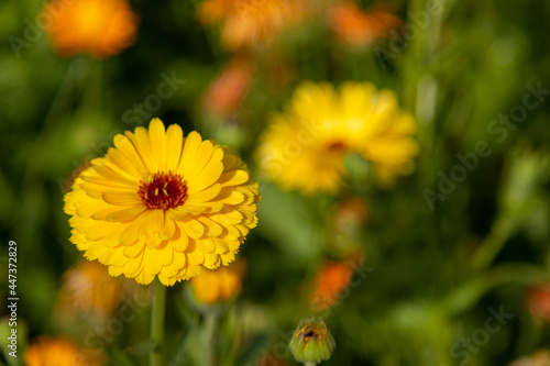 Yellow flower photo