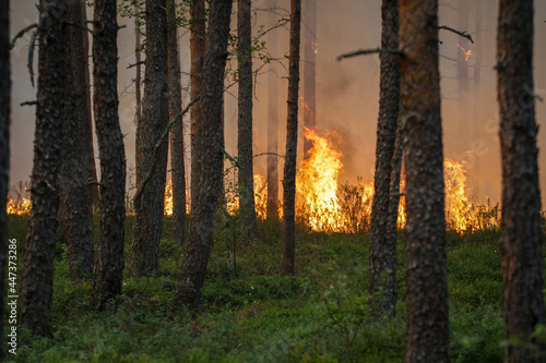 Intense flames from a massive forest fire