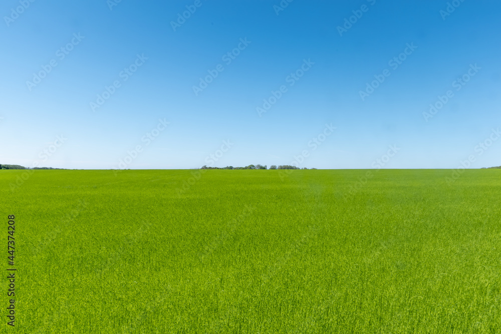 Green field and blue sky - Etretat - France