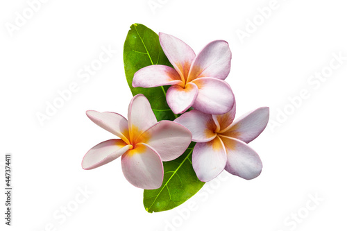 Pink plumeria flower, frangipani or plumeria , tropical flowers isolated on white background