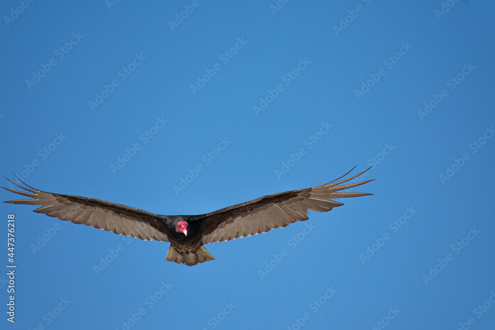 Vultures Vultures