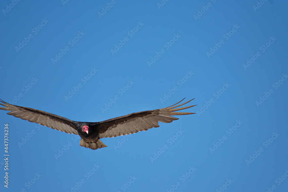 Obraz premium Vultures