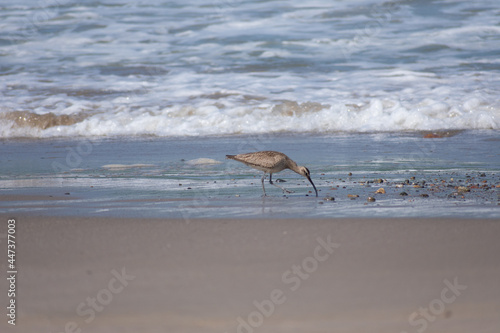 Long-billed Curlew © Marcos