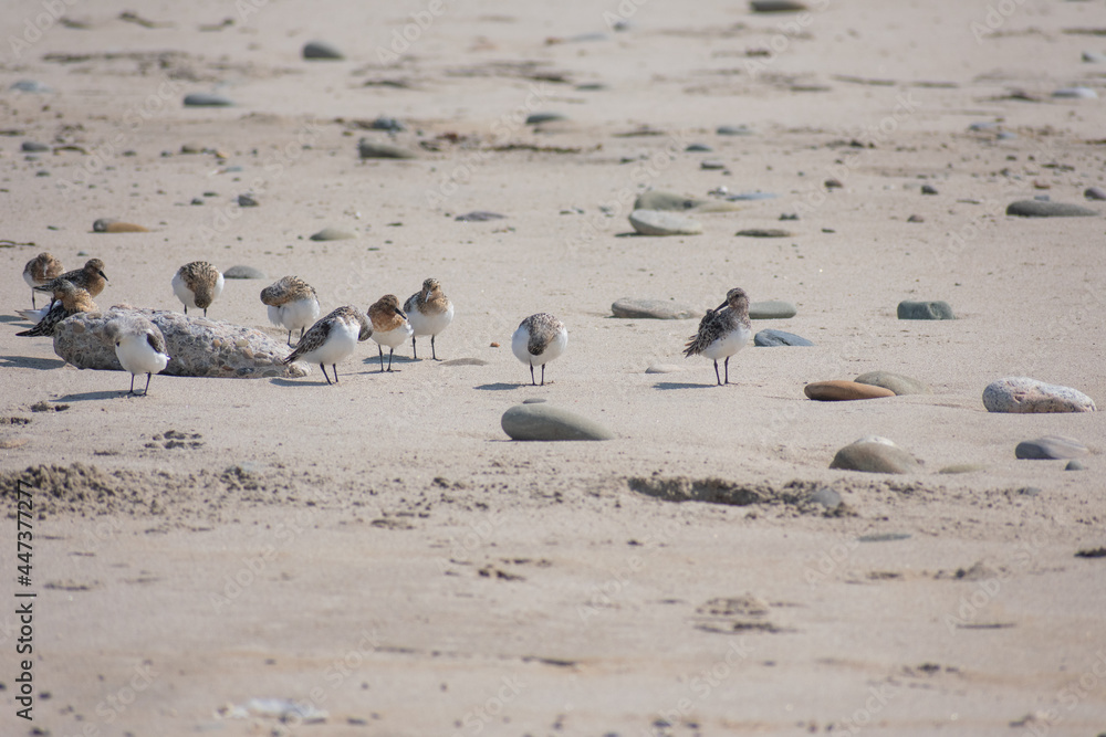 Fototapeta premium Snowy Plover