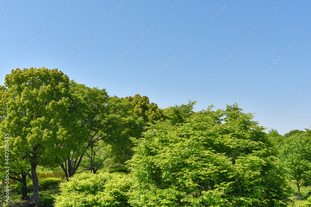 Fresh green trees and blue sky	