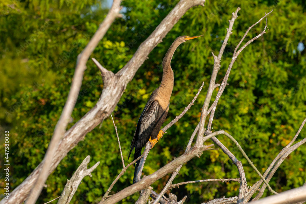 Anhinga Perched on Fallen Branches Anhinga Perched on Fallen Branches