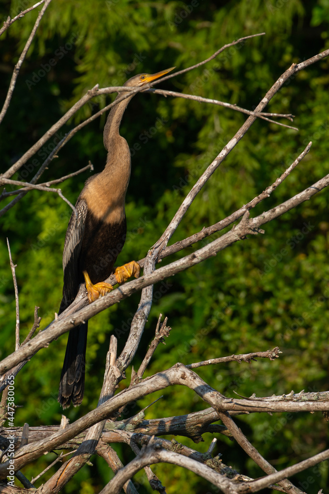 Fototapeta premium Anhinga Perched on Fallen Branches