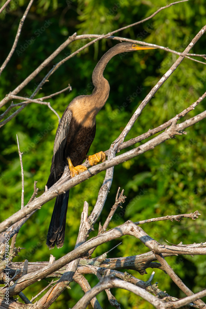 Fototapeta premium Anhinga Perched on Fallen Branches