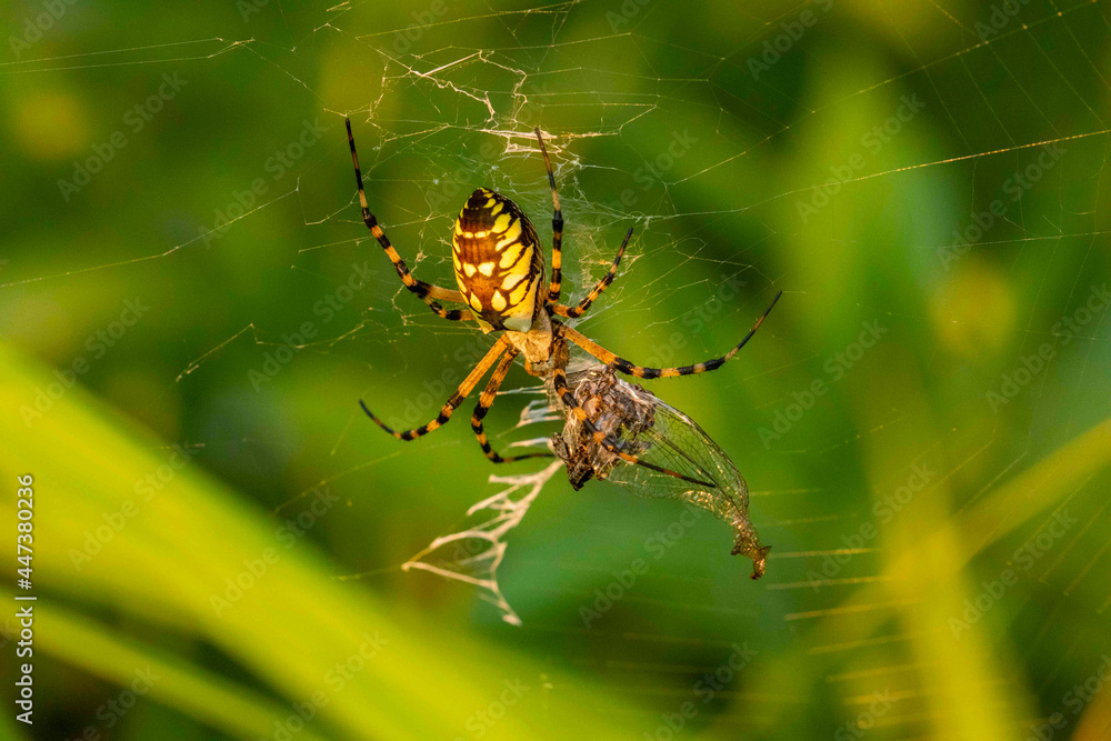 Orchard Orbweaver Catching an Insect Orchard Orbweaver Catching an Insect
