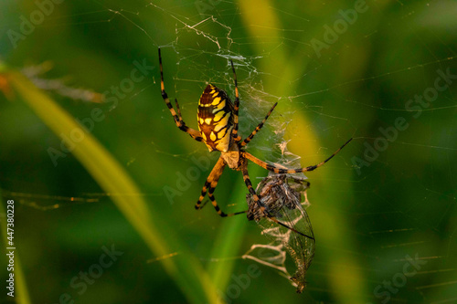 Orchard Orbweaver Catching an Insect