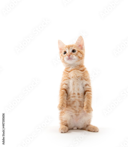 Fototapeta Naklejka Na Ścianę i Meble -  Yellow tabby kitten on white