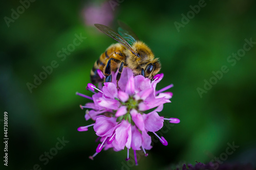 Honeybee on a purple flower © Rob Covington