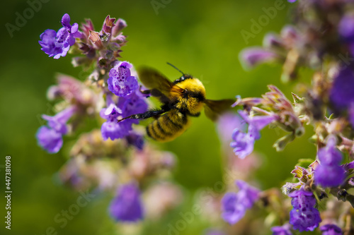 A Bumblebee falling off a purple flower © Rob Covington