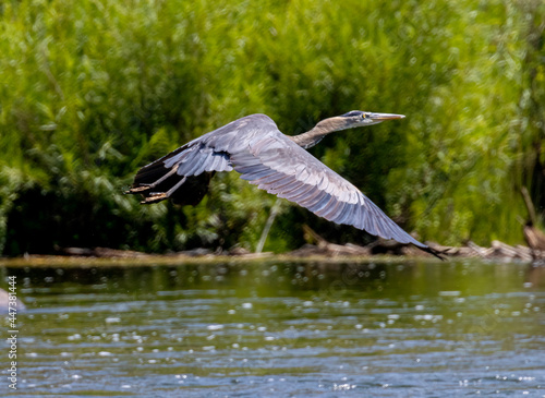 Great Blue Heron at Eleven Mile Canyon
