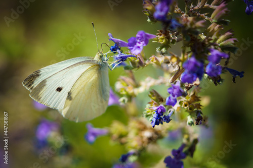 Canvas Print White butterfly in the purple flowers