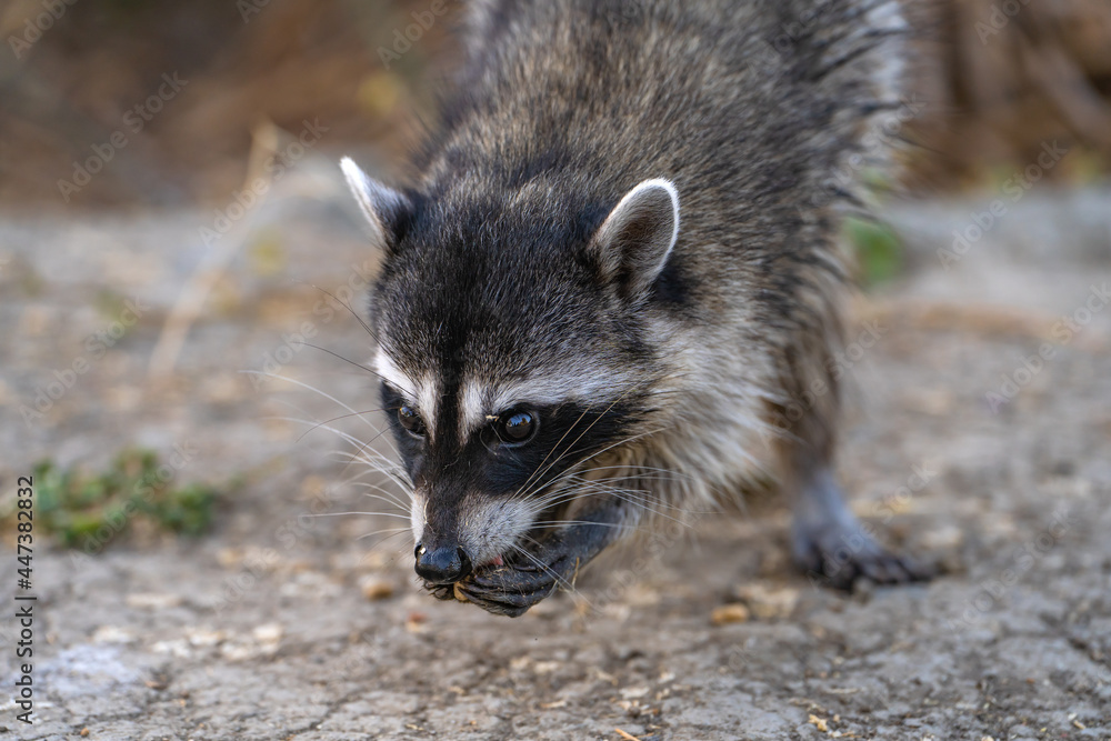 Raccoon holds food in its paws and eats. Raccoon holds food in its paws and eats.