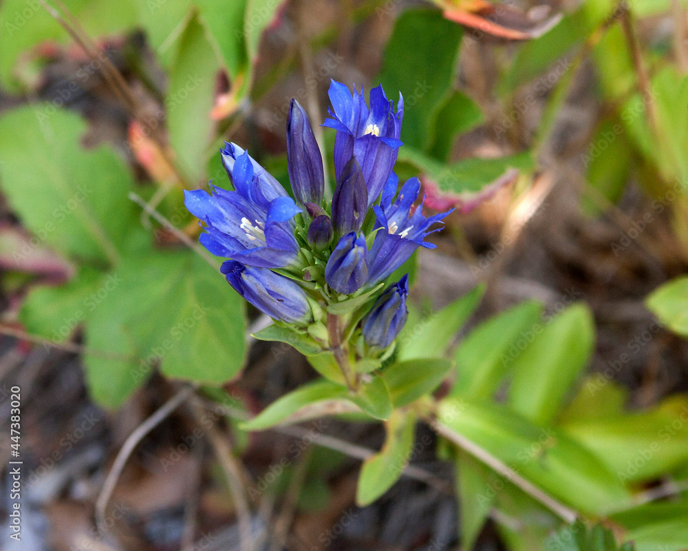 The beautiful blue of a wildflower, the Explorer Gentian The beautiful blue of a wildflower, the Explorer Gentian