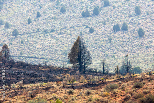 Half burned tree from a wild fire
