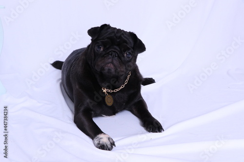 Fototapeta Naklejka Na Ścianę i Meble -  Black dog