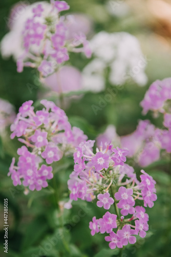 Purple phlox flowers in a garden