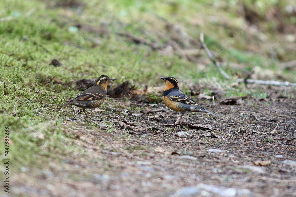 A colorful pair of Varied Thrush A colorful pair of Varied Thrush