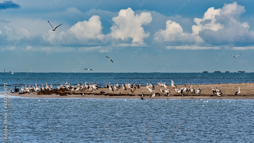 Pelicans at Safety Bay foreshore is an important ecosystem for waterbirds.