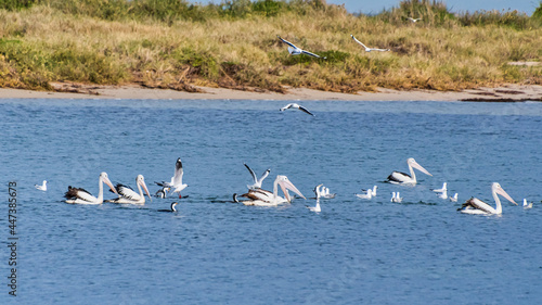 Pelicans at Safety Bay foreshore is an important ecosystem for waterbirds.