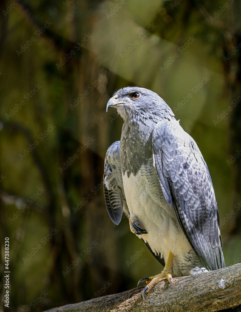 Obraz premium red tailed hawk