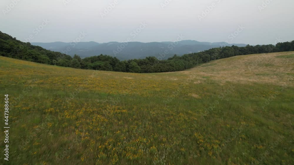 field of flowers in blue ridge mountain setting aerial field of flowers in blue ridge mountain setting aerial
