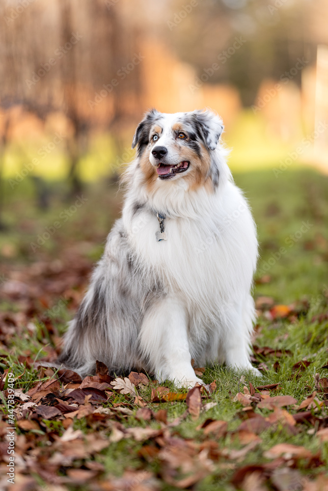 one fluffy australian shepherd dog in the park posing for the camera standing on the green grass rocks dry trees in the background one fluffy australian shepherd dog in the park posing for the camera standing on the green grass rocks dry trees in the background