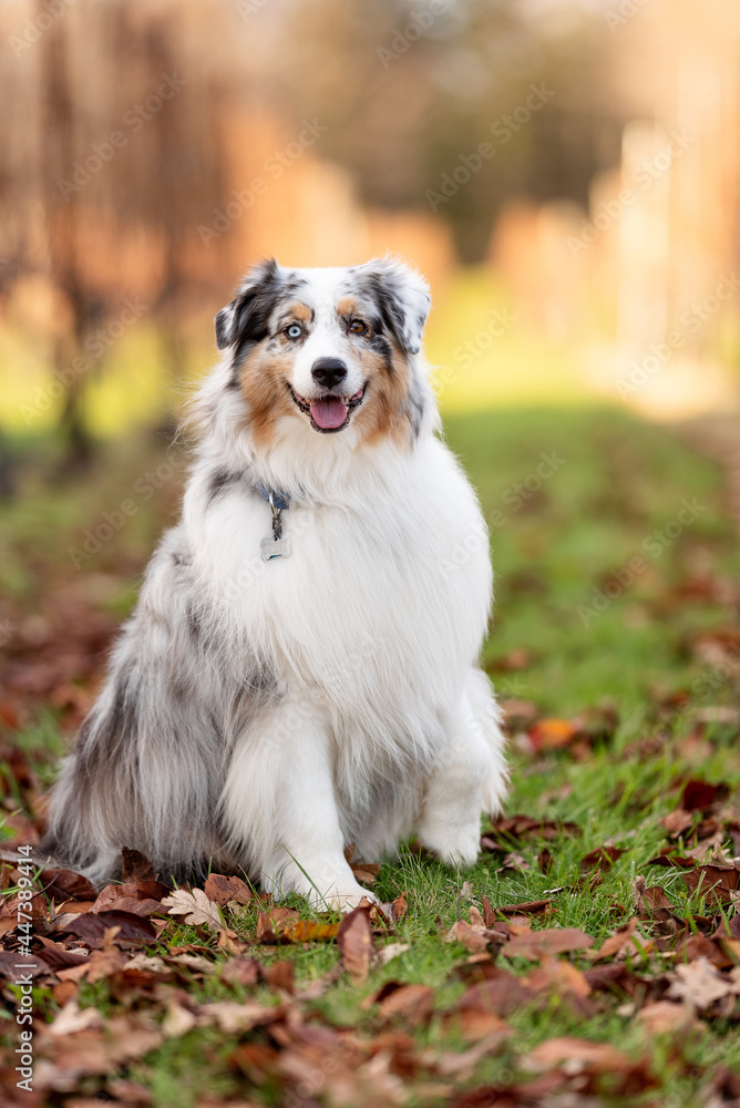 one fluffy australian shepherd dog in the park posing for the camera standing on the green grass rocks dry trees in the background one fluffy australian shepherd dog in the park posing for the camera standing on the green grass rocks dry trees in the background