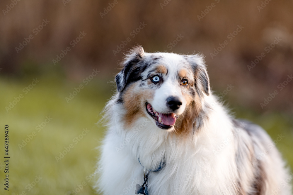 one fluffy australian shepherd dog in the park posing for the camera on the grass