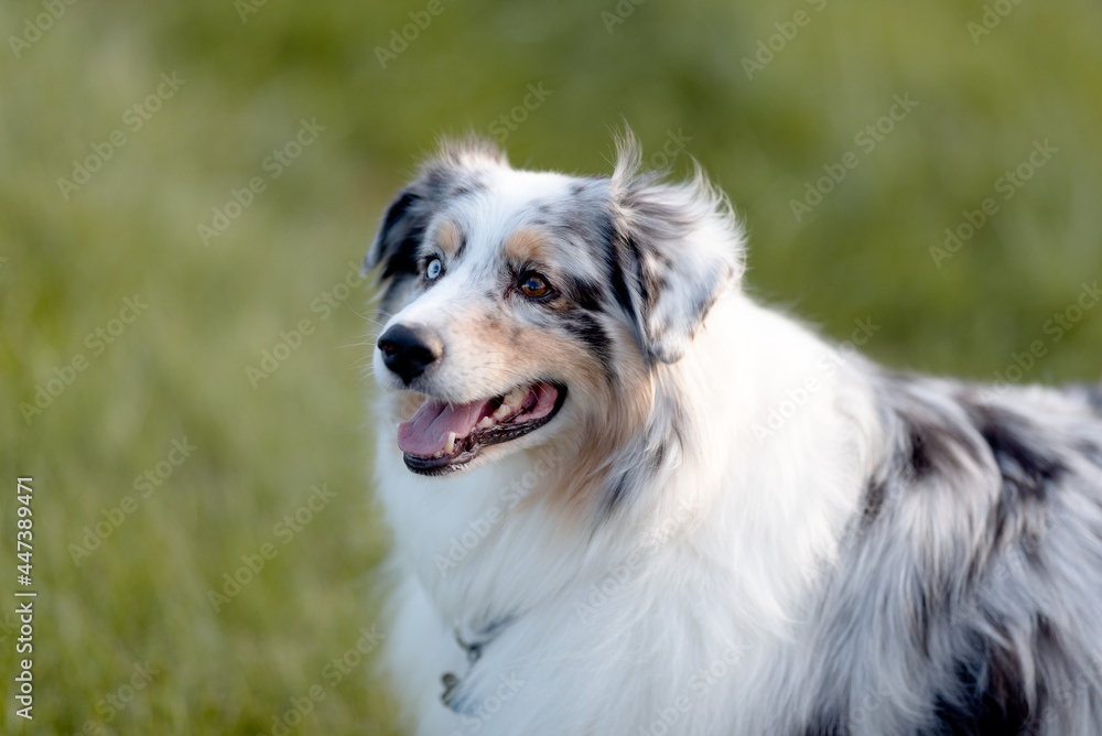 one fluffy australian shepherd dog in the park posing for the camera on the grass