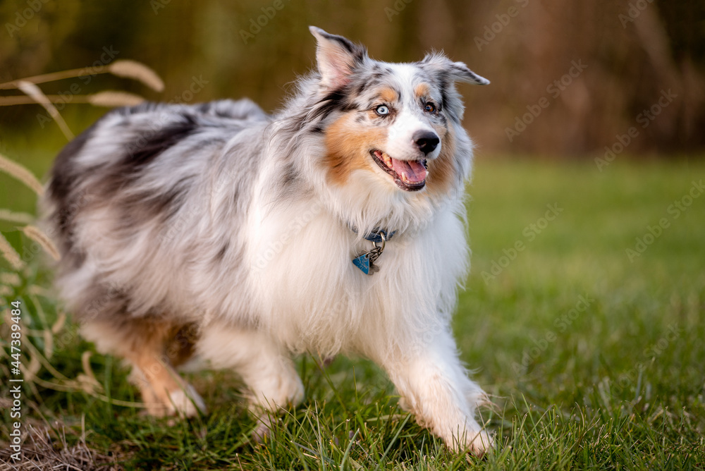 one fluffy australian shepherd dog in the park posing for the camera on the grass