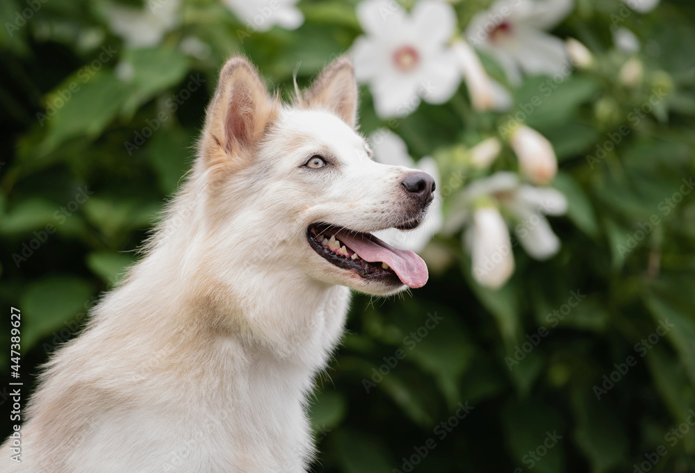 one white siberian husky posing for the camera with the tongue out in the woods on the green grass in the park 