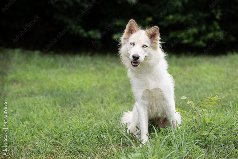 one white husky dog posing for the camera in the woods on the green grass in the park one white husky dog posing for the camera in the woods on the green grass in the park