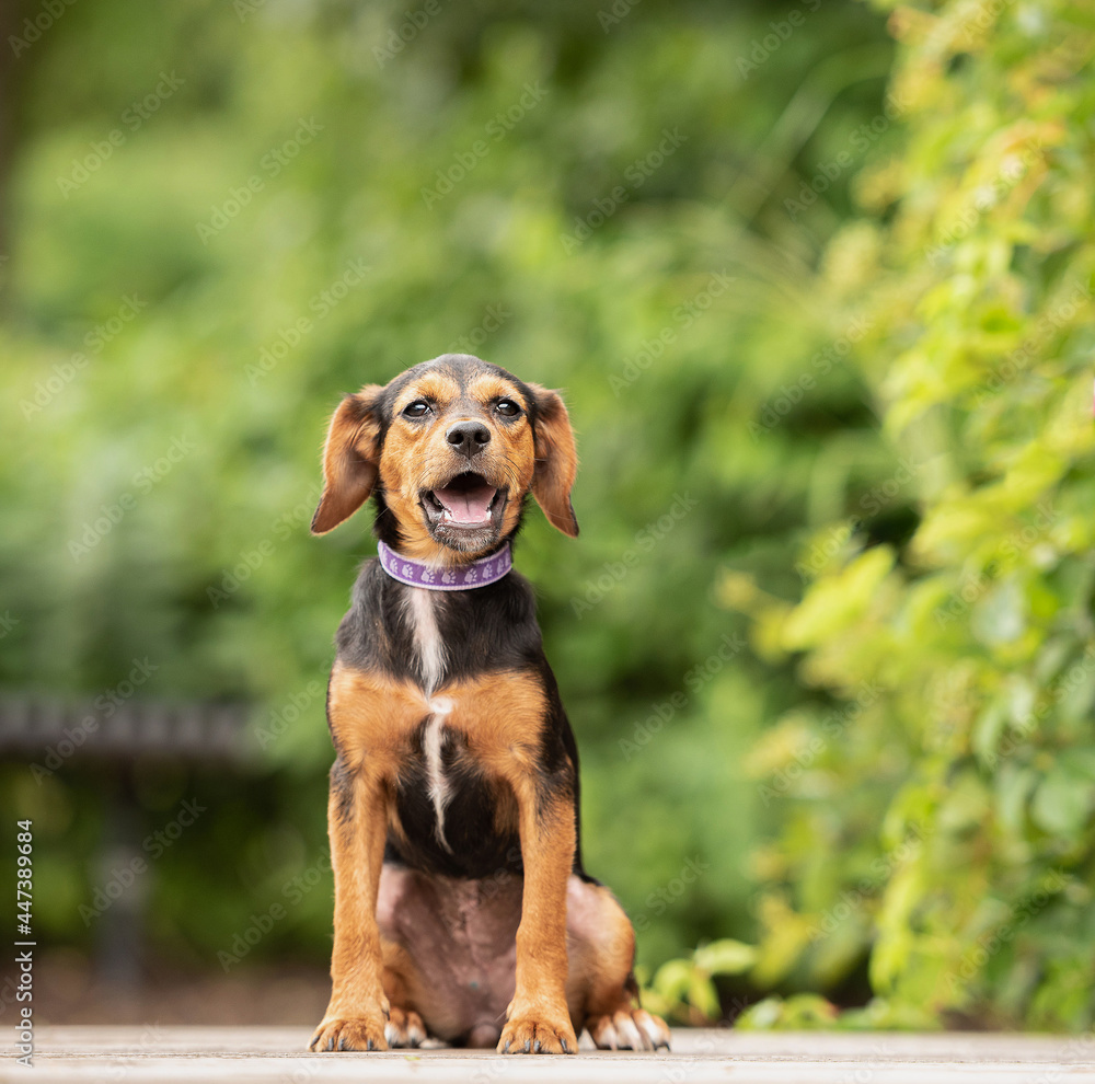 adorable black and brown mixed breed puppy dog posing for the camera in the park