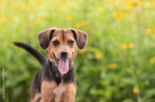 adorable black and brown mixed breed puppy dog posing for the camera in the park