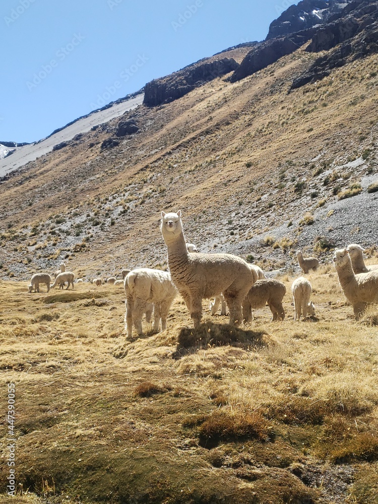 Naklejka premium alpaca in the andes of peru of wacayo breed